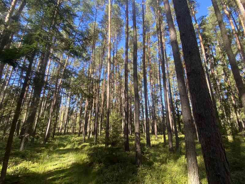 Lesní pozemek Žíšov u Veselí nad Lužnicí - foto 10