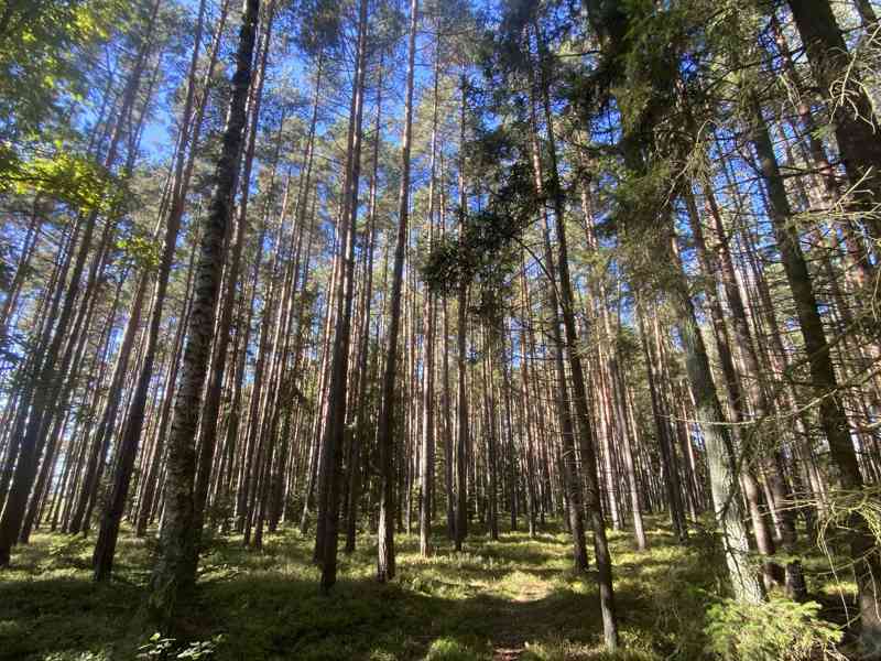 Lesní pozemek Žíšov u Veselí nad Lužnicí - foto 8