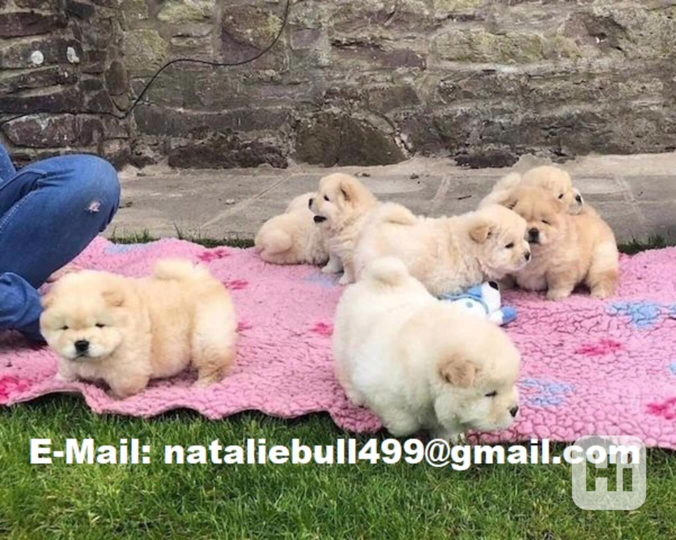 štěňátka čau čau k adopci - foto 1