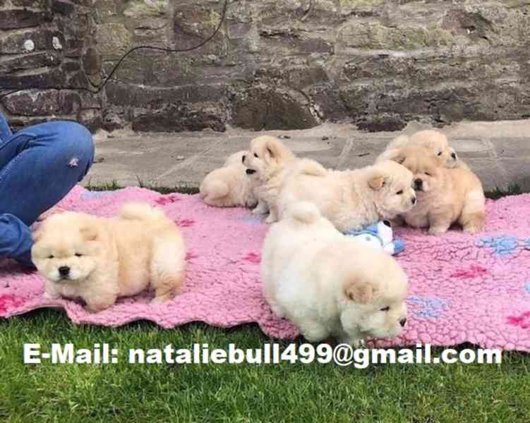 štěňátka čau čau k adopci - foto 1