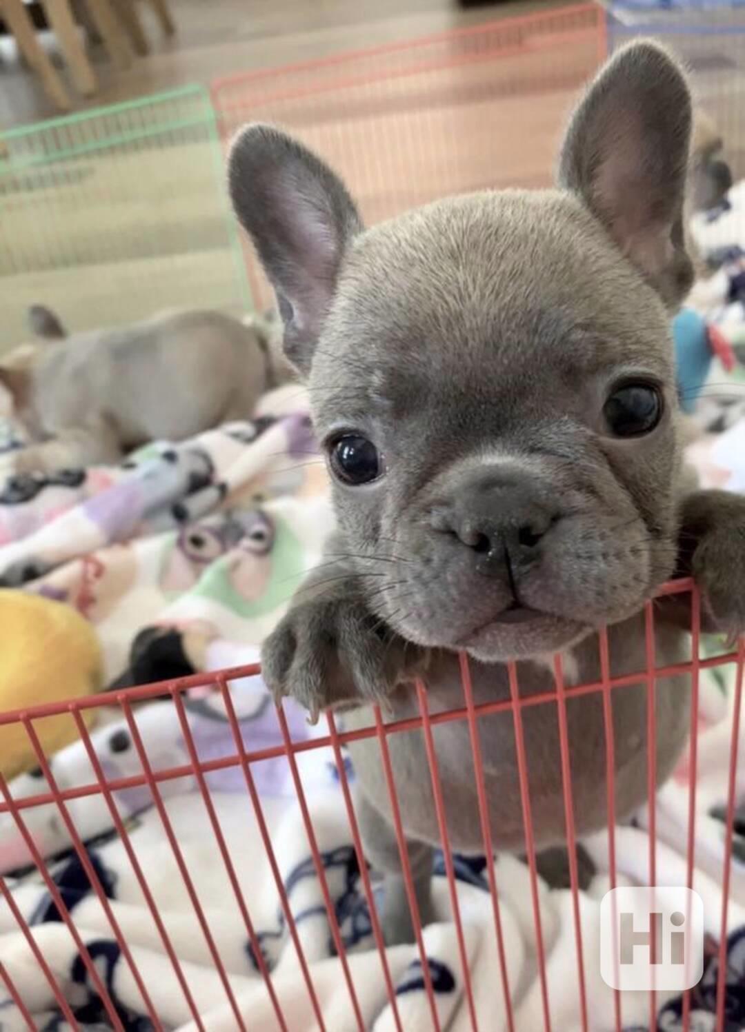 Rozkošní francouzští buldočci k adopci - foto 1