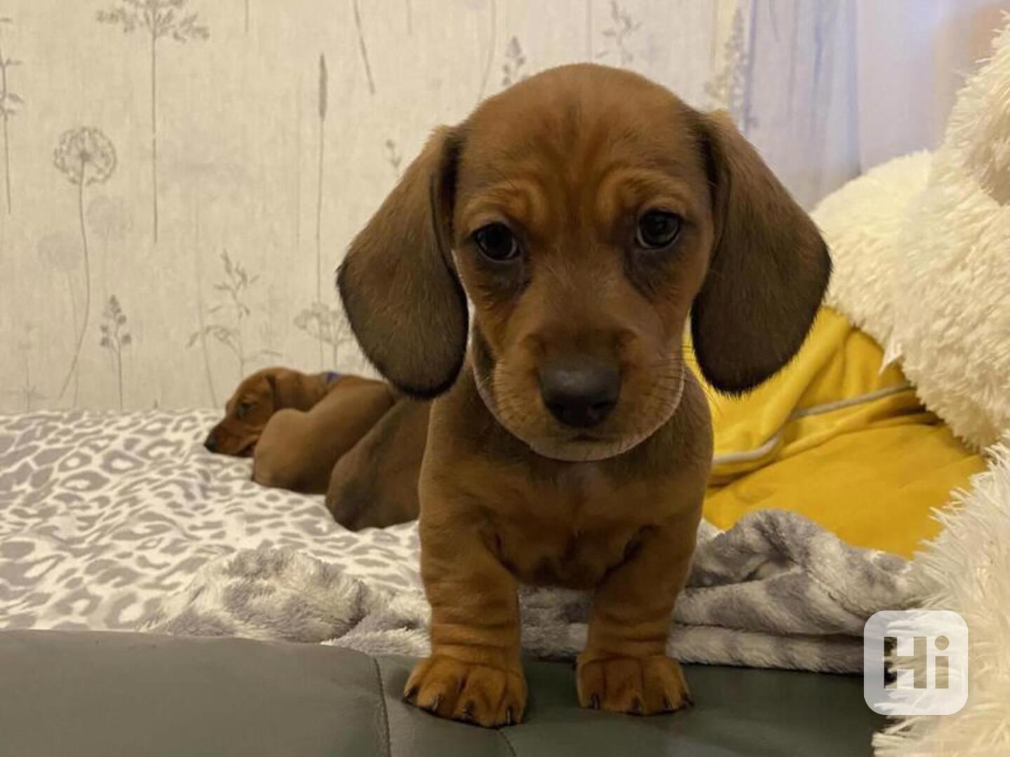 Hravé štěně jezevčíka, samec a samice - foto 1