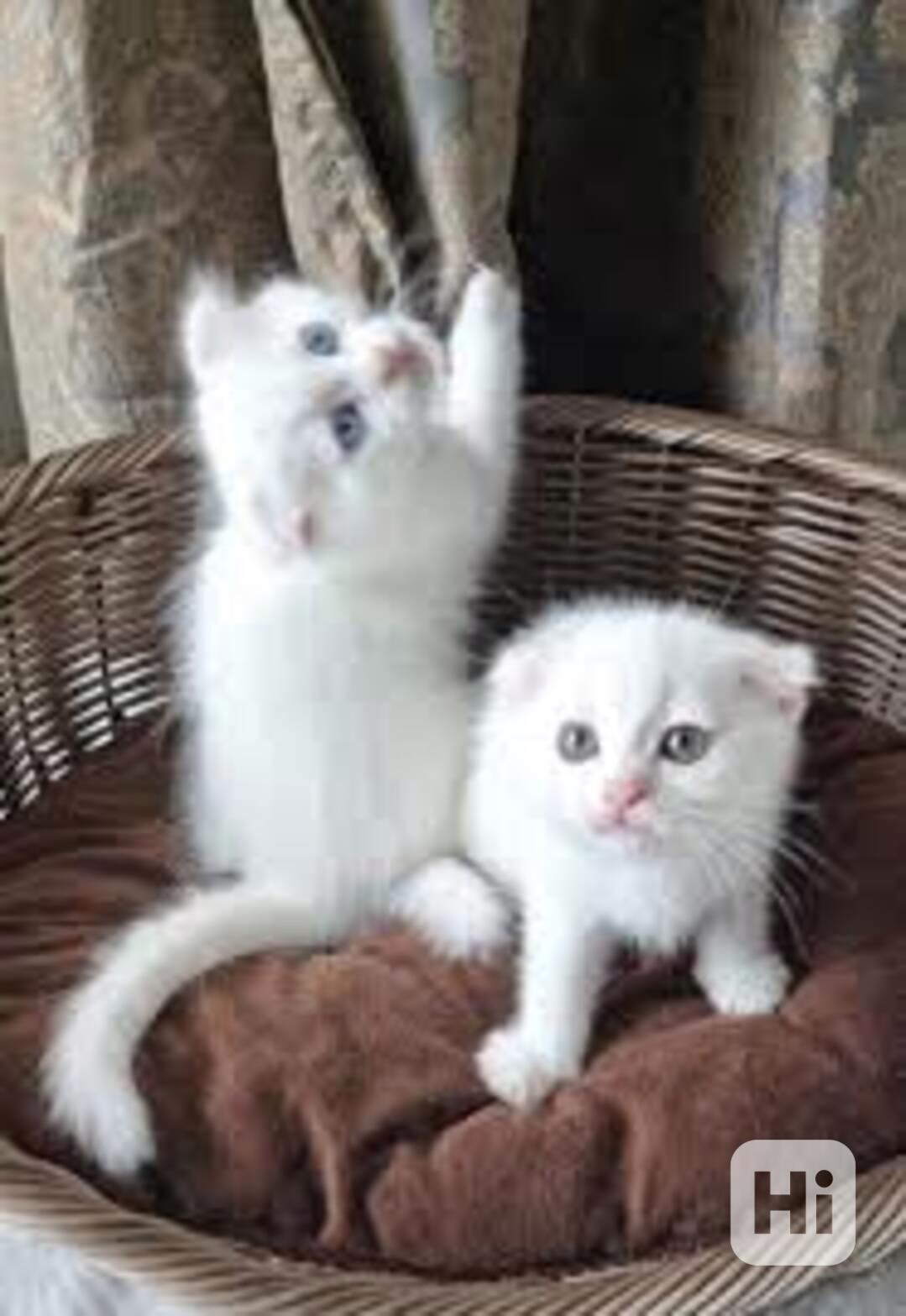 Perská koťata - foto 1