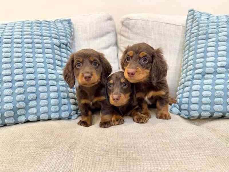 Vynikající štěňata jezevčíka - foto 1