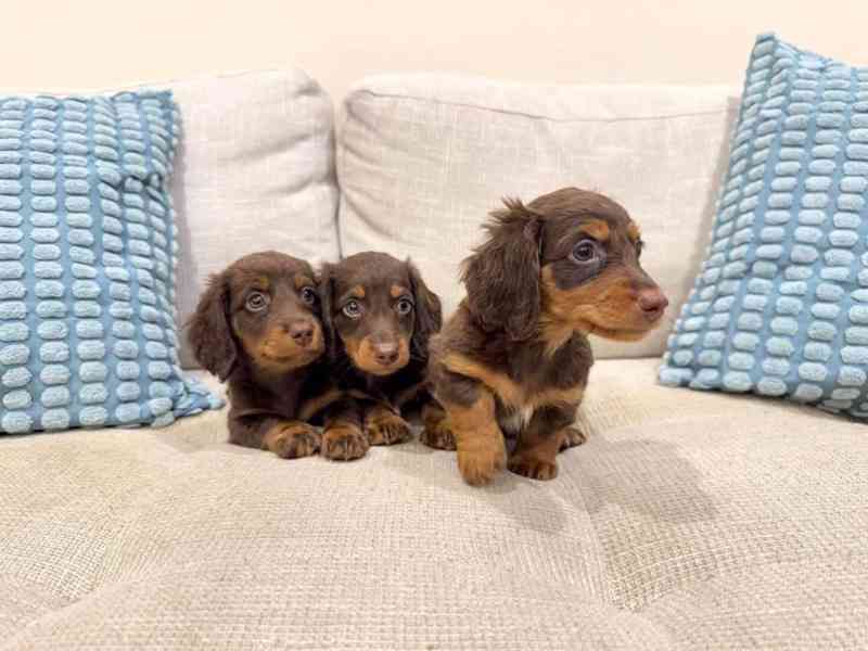 Vynikající štěňata jezevčíka - foto 2