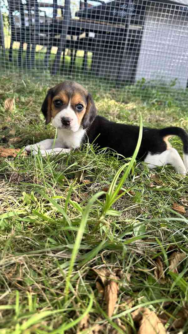 štěně bígla beagle štěňata - foto 3