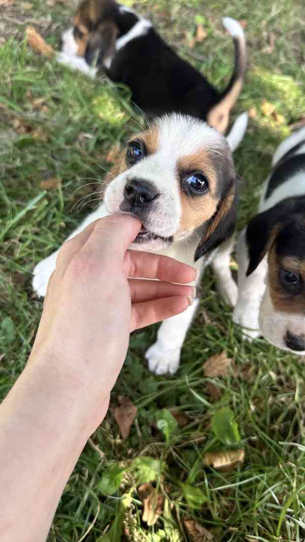 štěně bígla beagle štěňata - foto 2