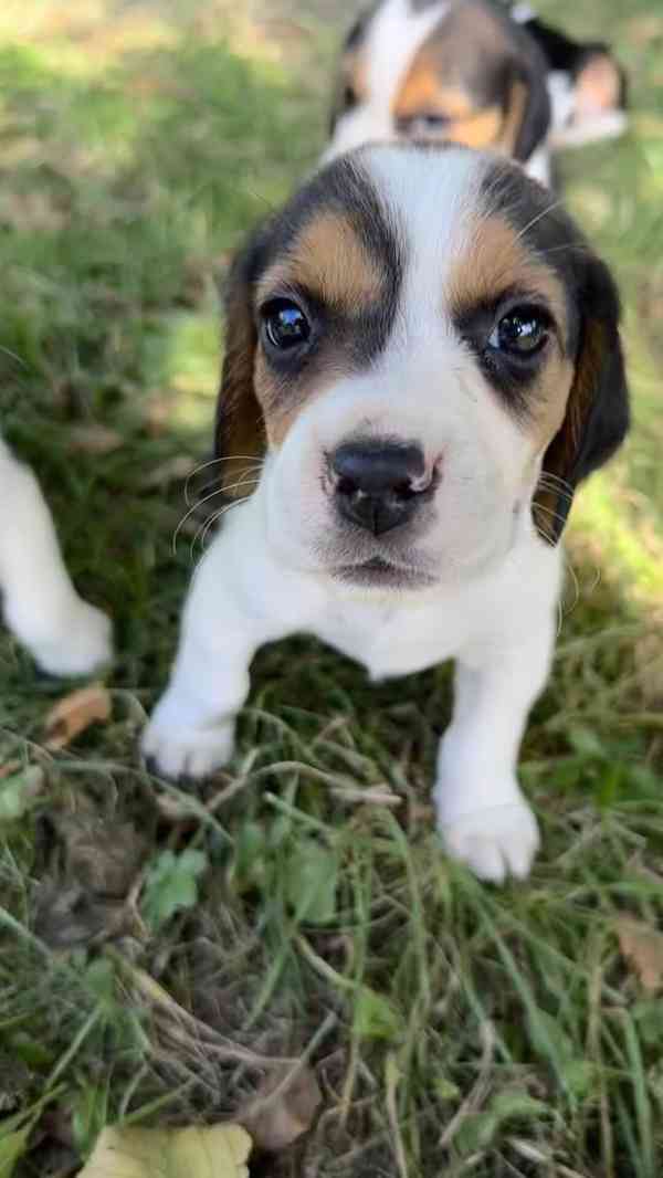 štěně bígla beagle štěňata - foto 4