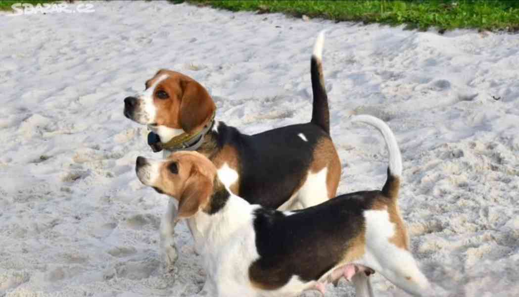 štěně bígla beagle štěňata - foto 10