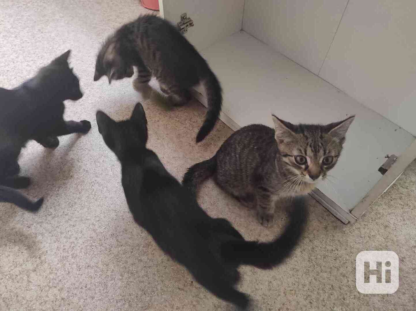 Daruji koťatka - foto 1