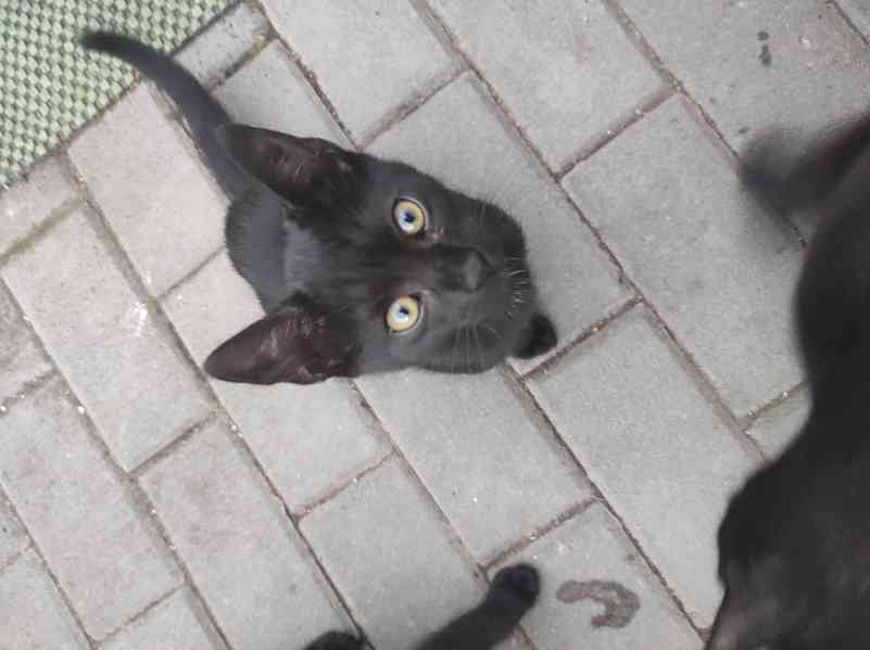 Daruji koťatka - foto 4