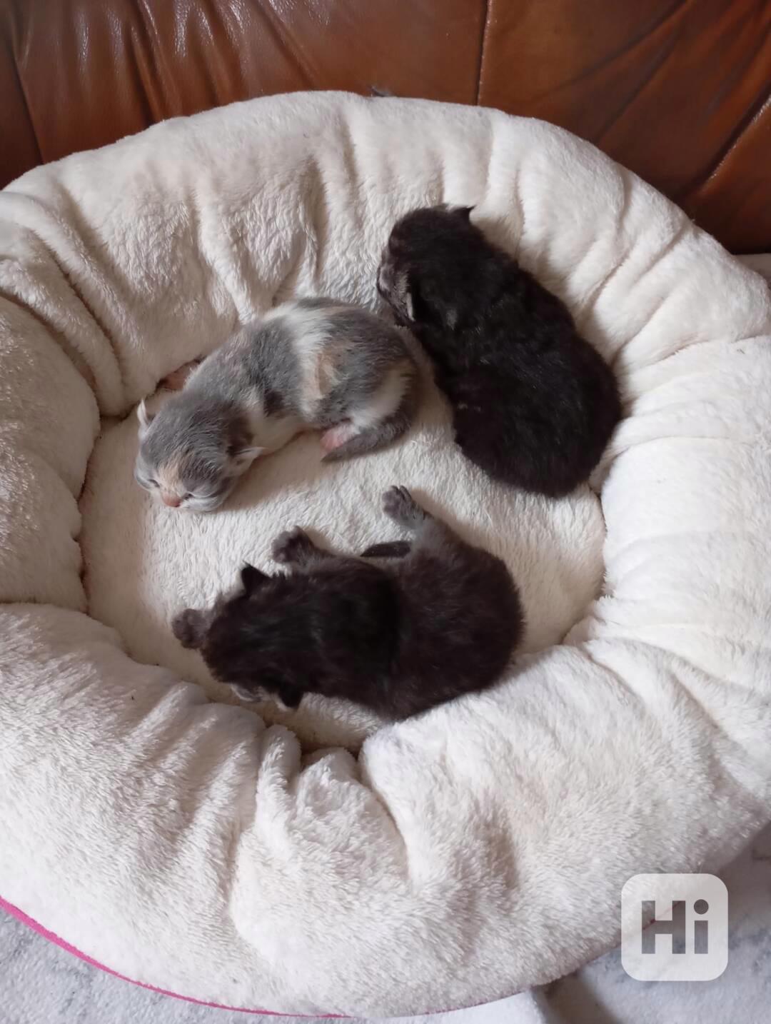 Prodám perská koťata  - foto 1