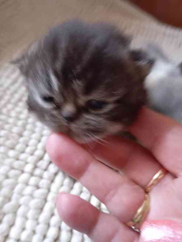 Prodám perská koťata  - foto 3