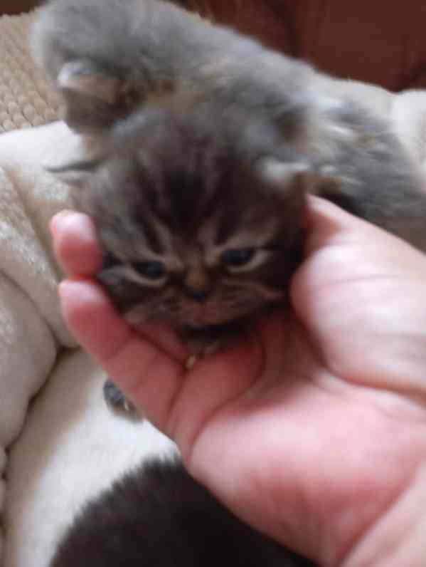 Prodám perská koťata  - foto 5