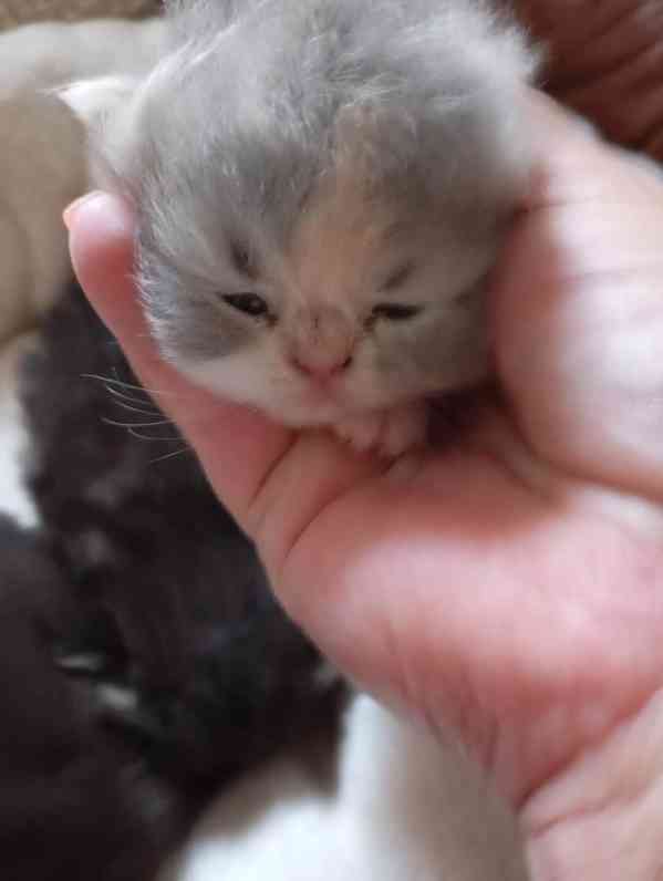 Prodám perská koťata  - foto 4