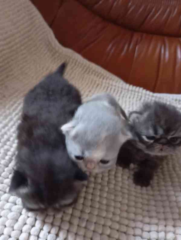 Prodám perská koťata  - foto 2