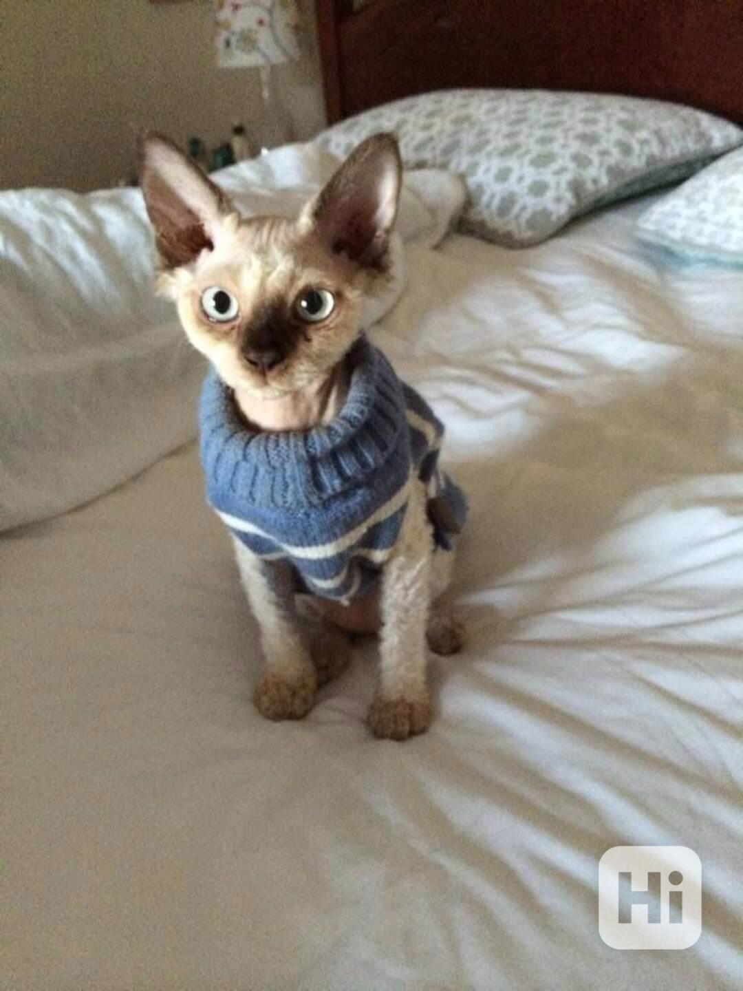 Munchkin sphynx koťata k bezplatné adopci   - foto 1