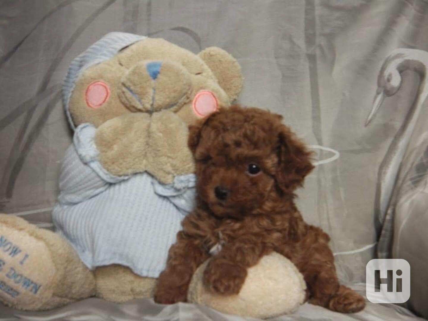 Roztomilá štěňata pudlů k adopci - foto 1