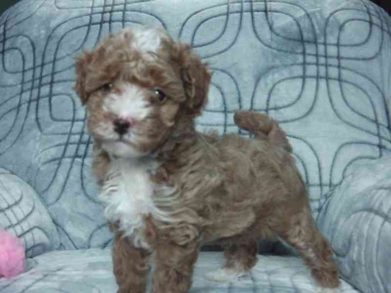 Roztomilá štěňata pudlů k adopci - foto 6