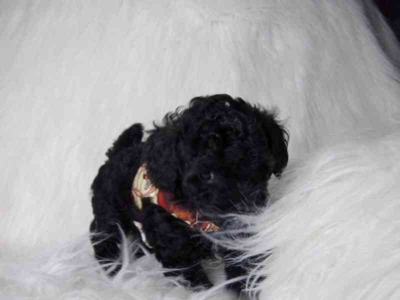 Roztomilá štěňata pudlů k adopci - foto 5