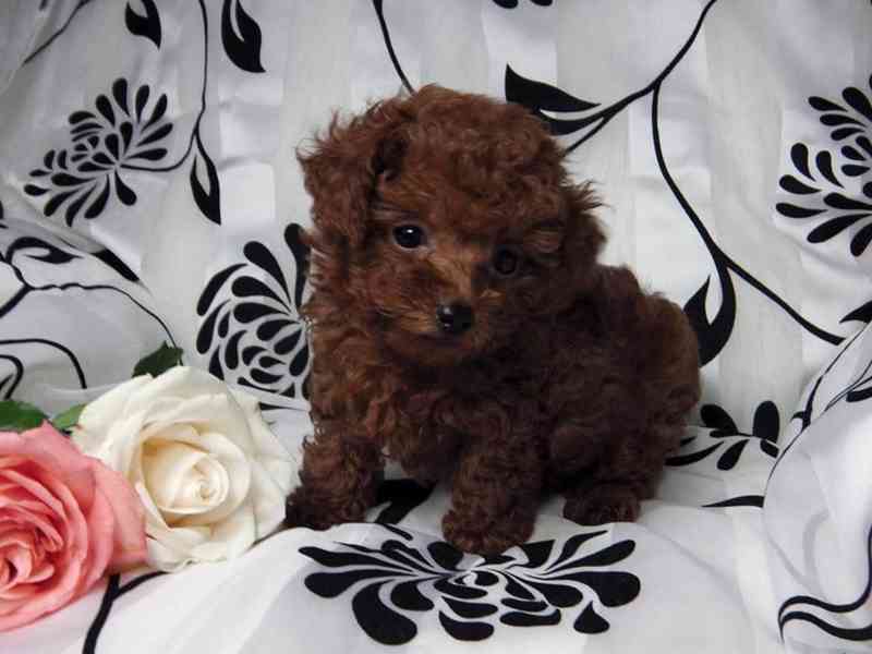 Roztomilá štěňata pudlů k adopci - foto 3