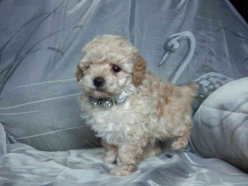 Roztomilá štěňata pudlů k adopci - foto 4