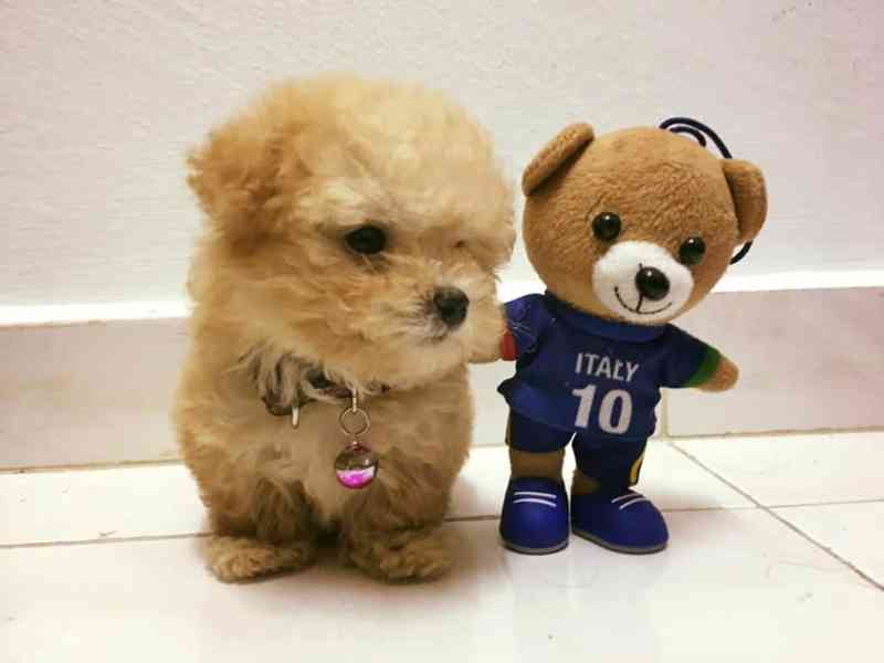 Roztomilá štěňata pudlů k adopci - foto 2