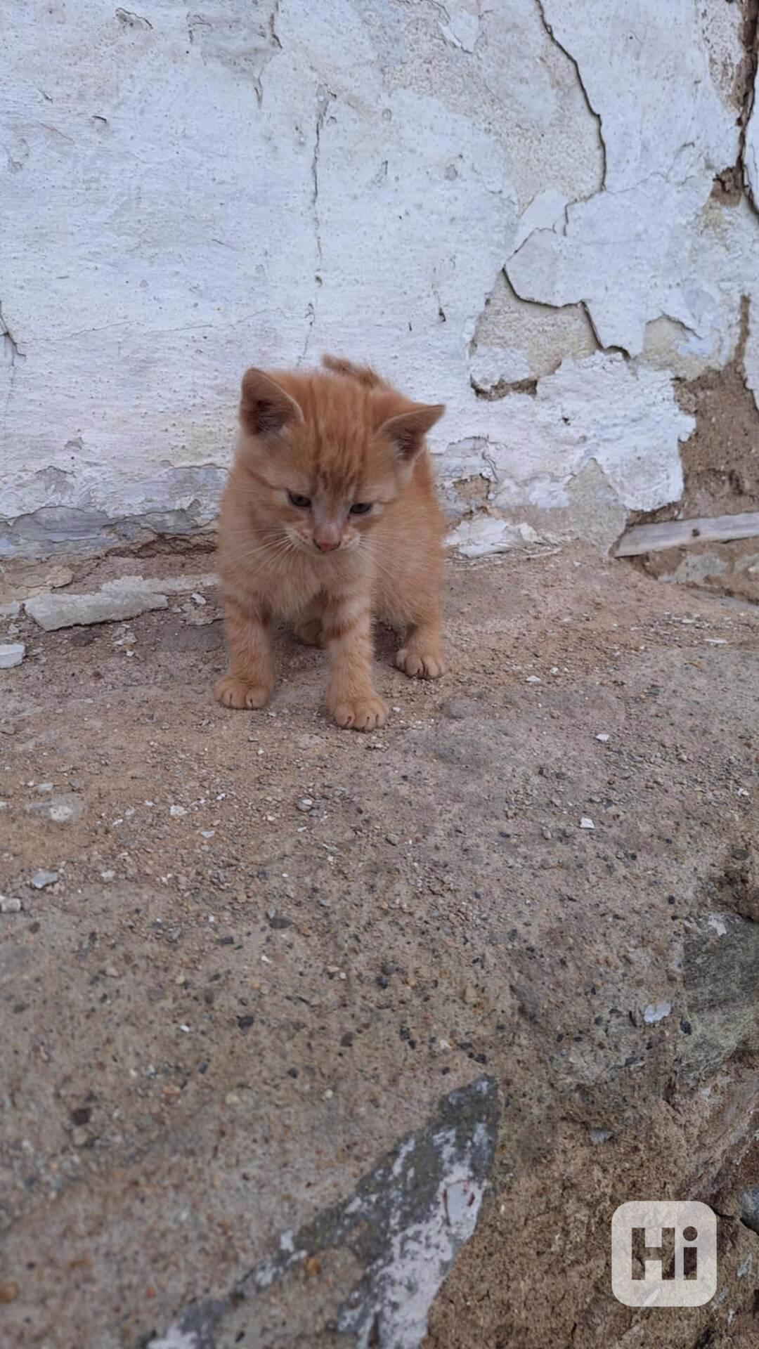 daruji koťata zrzavá - foto 1