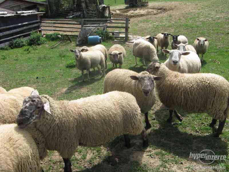 ovce Jehnata textel a sufolk levně - foto 1