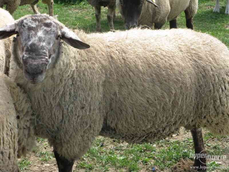 ovce Jehnata textel a sufolk levně - foto 2