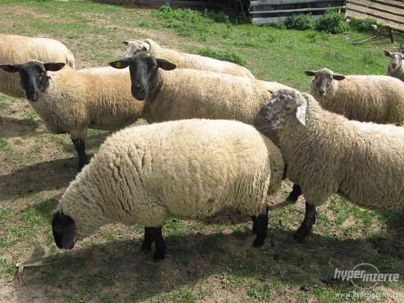 ovce Jehnata textel a sufolk levně - foto 3