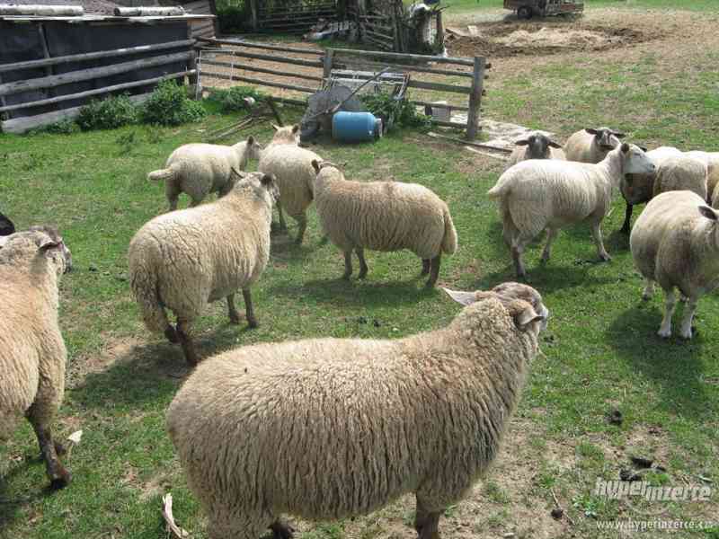 ovce Jehnata textel a sufolk levně - foto 4