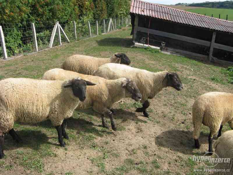 ovce Jehnata textel a sufolk levně - foto 5