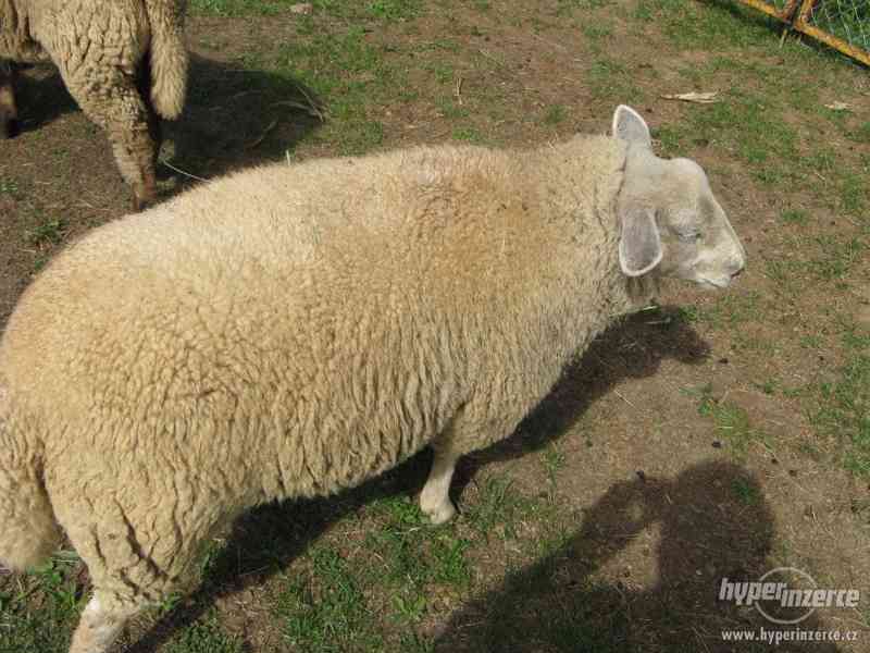 ovce Jehnata textel a sufolk levně - foto 6