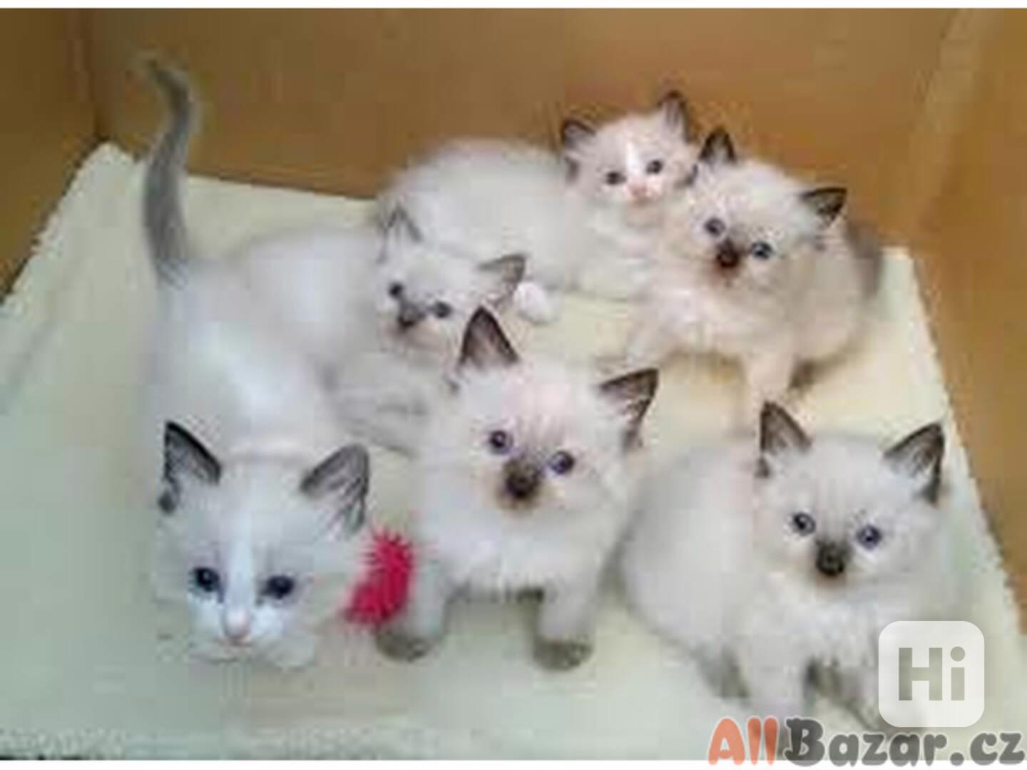 Roztomilá a okouzlující koťátka ragdoll - foto 1