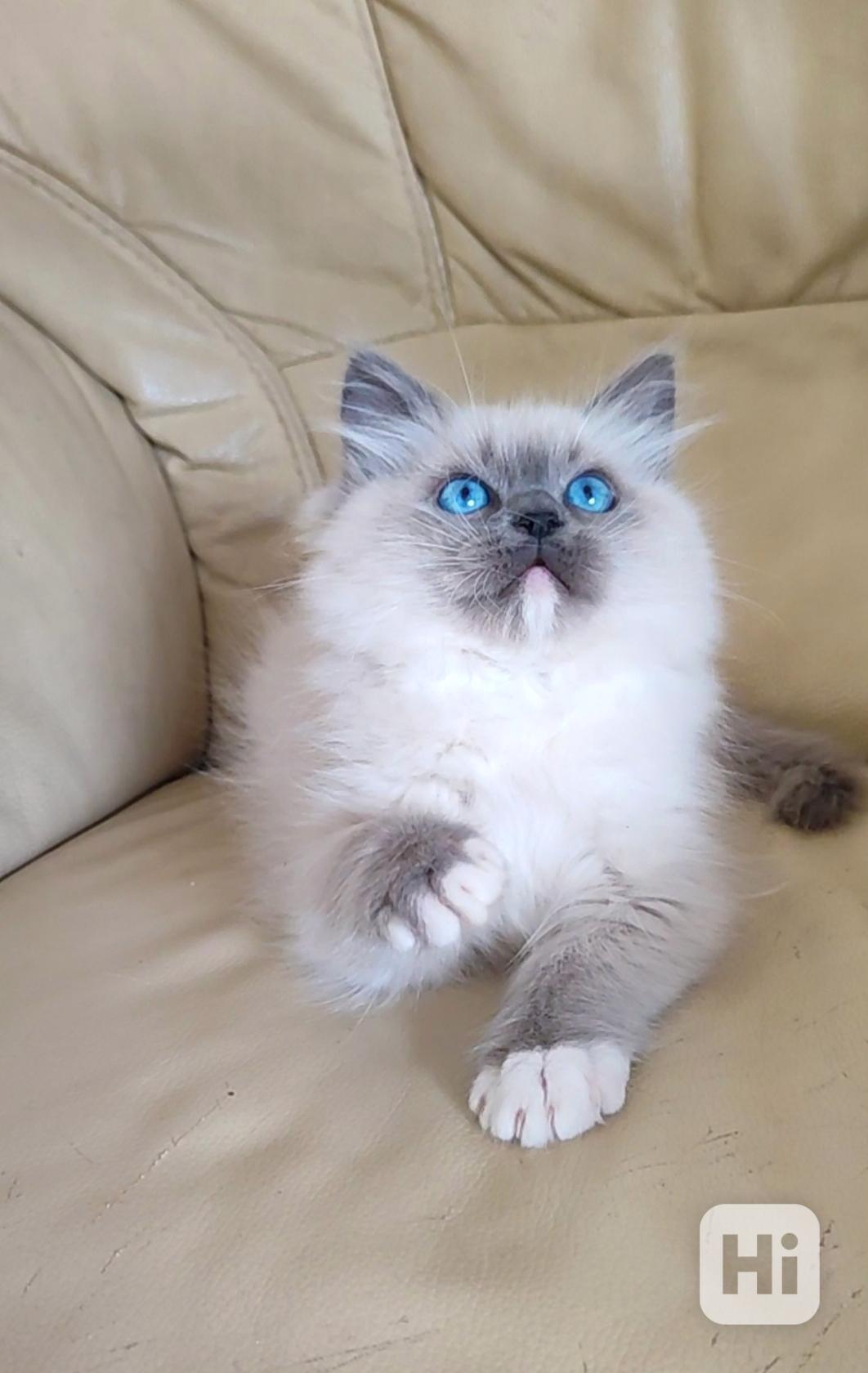 Ragdoll koťátka  - foto 1