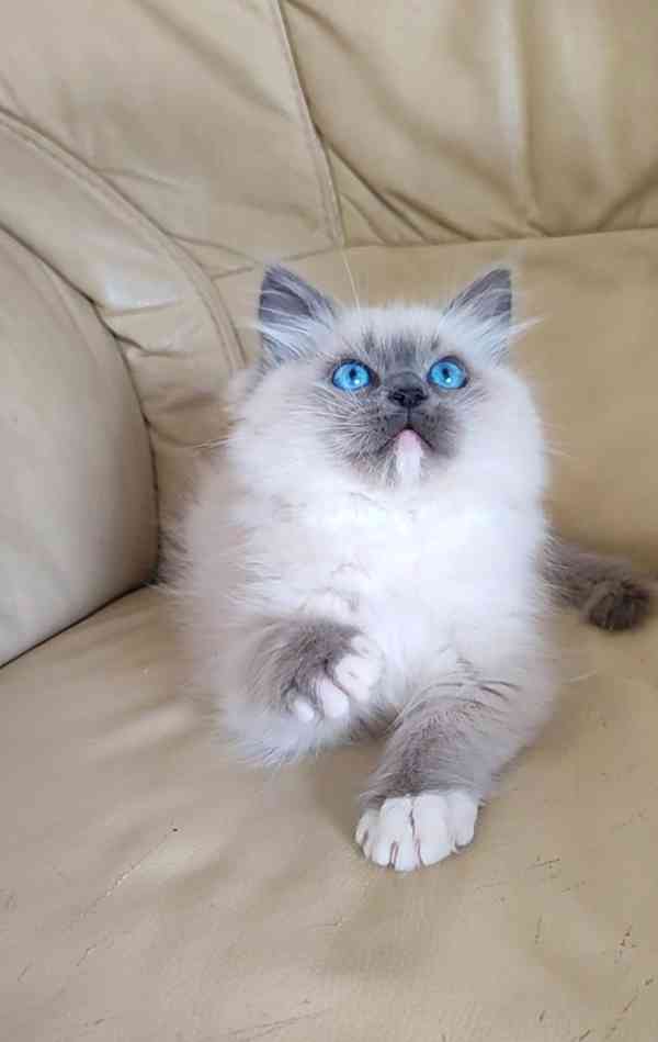 Ragdoll koťátka - foto 1