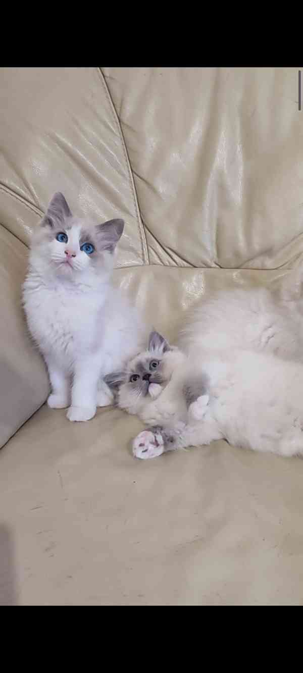 Ragdoll koťátka  - foto 3