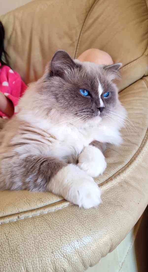Ragdoll koťátka  - foto 6
