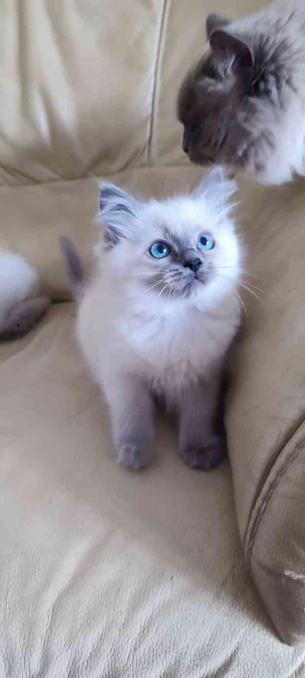 Ragdoll koťátka  - foto 5