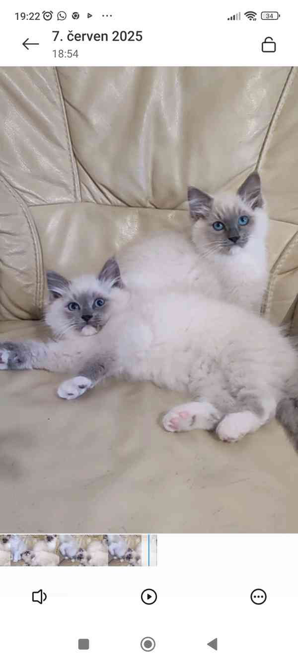 Ragdoll koťátka  - foto 2
