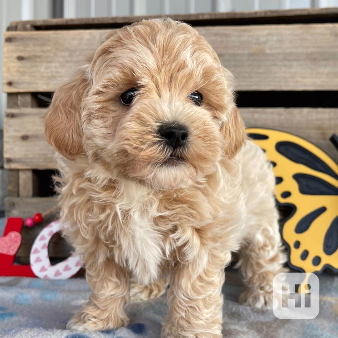 Štěňata maltipoo - foto 1