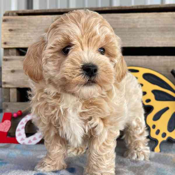 Štěňata maltipoo - foto 1