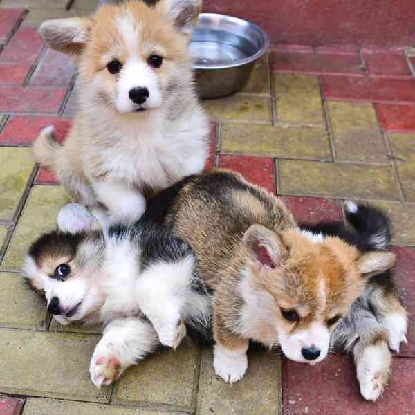 Štěňata pembroke corgi - foto 2