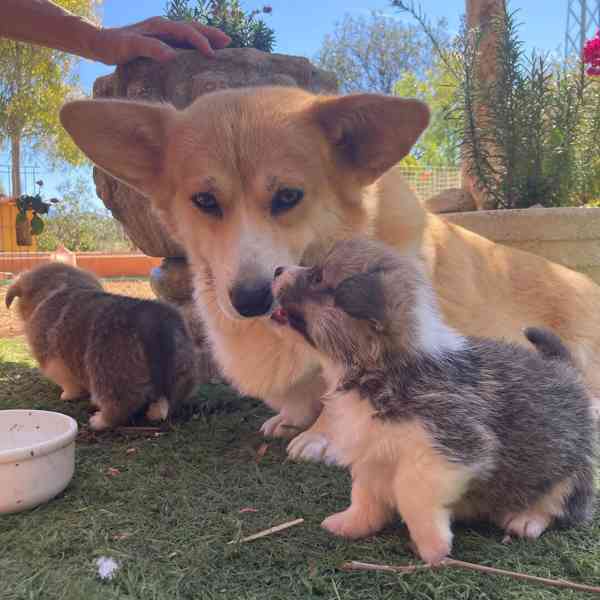 Štěňata pembroke corgi - foto 3
