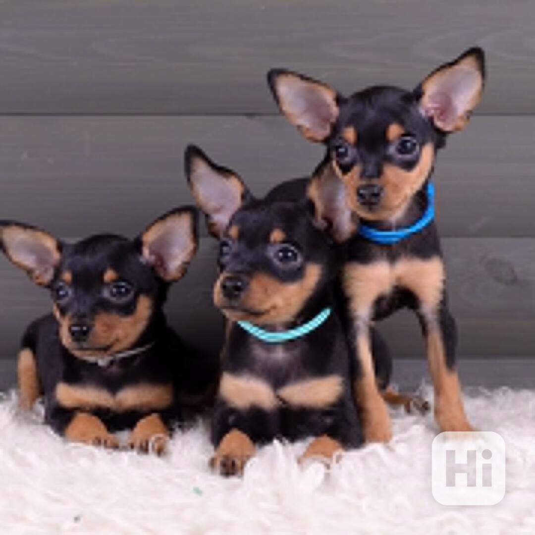 🐾 Krásná čistokrevná štěňátka pražského krysaříka - foto 1