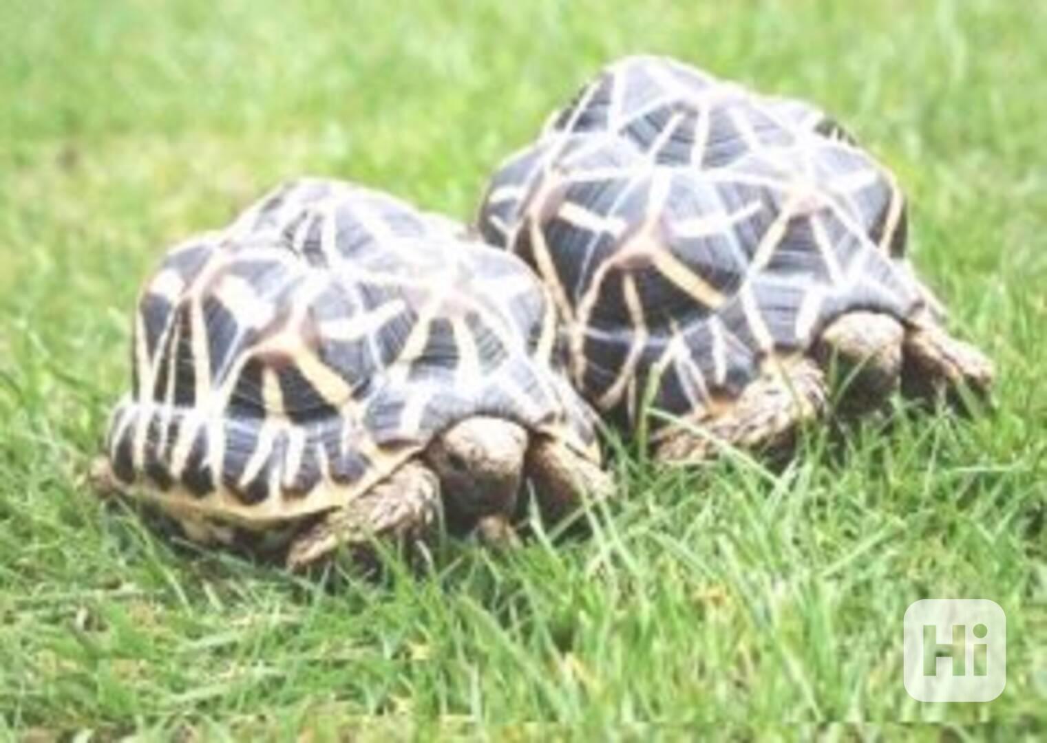 Želva hvězdná k dispozici (dobrý chovný pár) - foto 1
