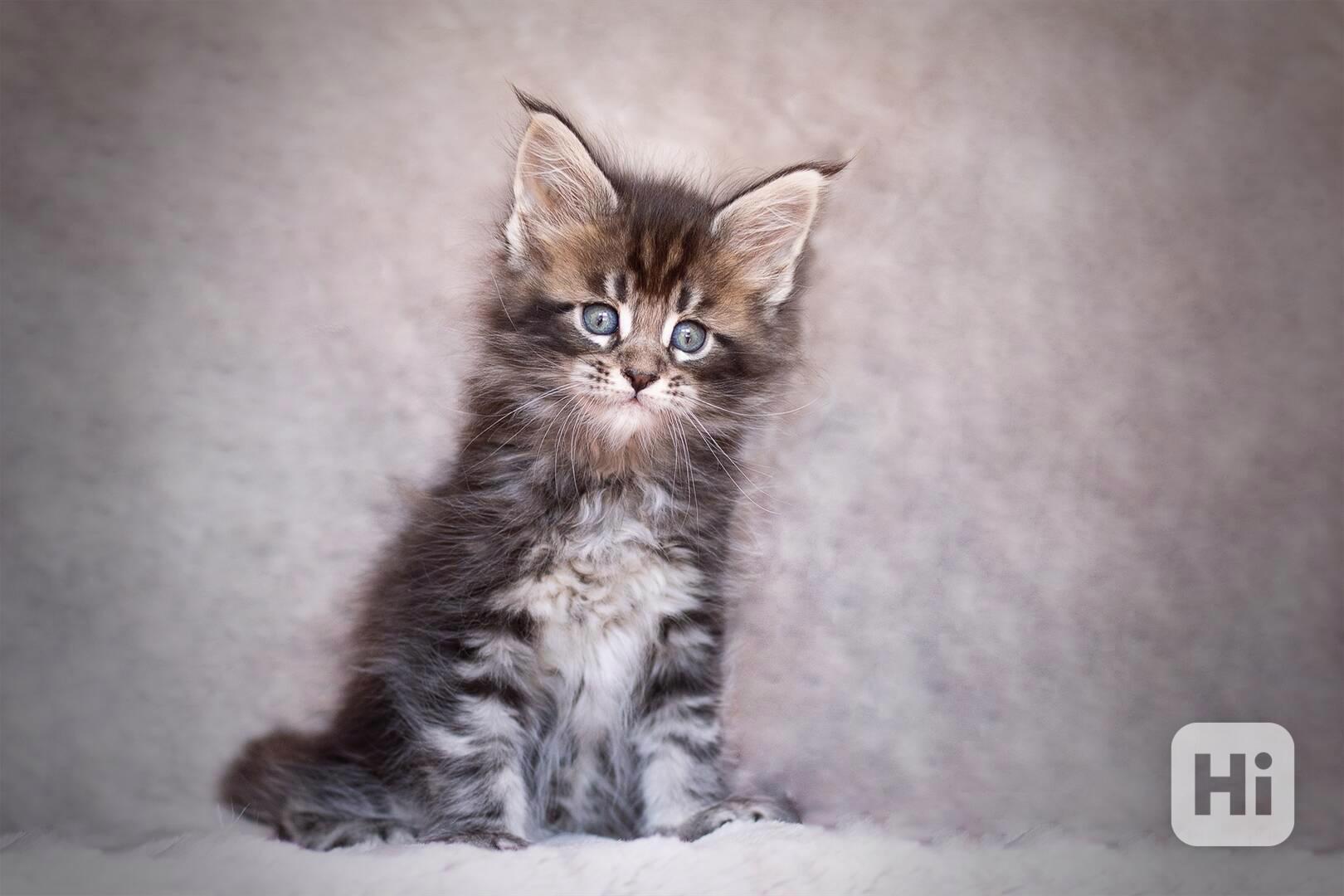 Koťata Mainské mývalí koťata na prodej - foto 1