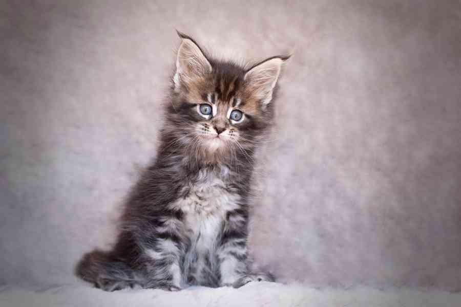 Koťata Mainské mývalí koťata na prodej - foto 1