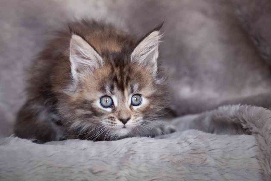 Koťata Mainské mývalí koťata na prodej - foto 3